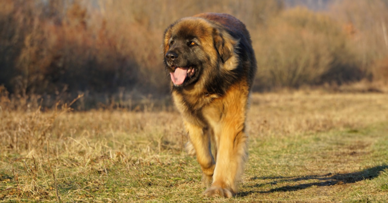 Conhe A As Ra As De Cachorro De Grande Porte