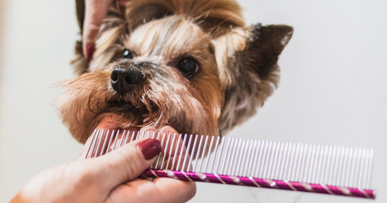 Como Cuidar Do Pelo Do Seu Cachorro Em Casa Canto De Calopsita