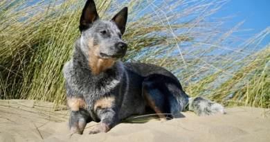 Cachorro boiadeiro australiano